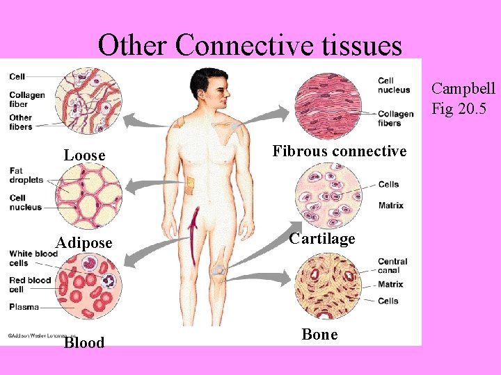 Other Connective tissues Campbell Fig 20. 5 Loose Fibrous connective Adipose Cartilage Blood Bone