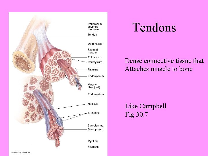 Tendons Dense connective tissue that Attaches muscle to bone Like Campbell Fig 30. 7