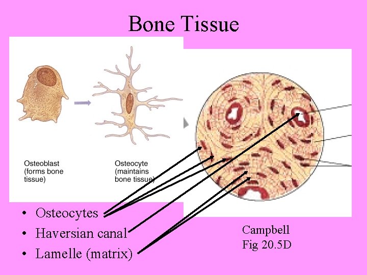 Bone Tissue • Osteocytes • Haversian canal • Lamelle (matrix) Campbell Fig 20. 5
