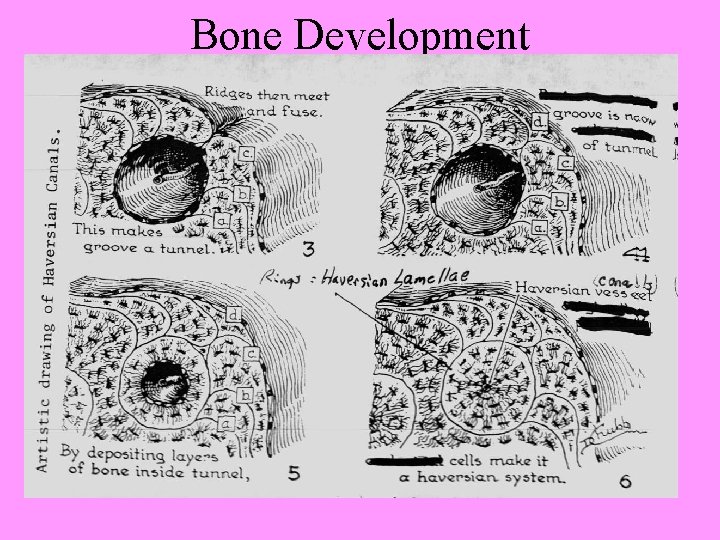 Bone Development 