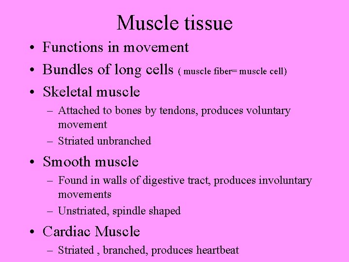 Muscle tissue • Functions in movement • Bundles of long cells ( muscle fiber=