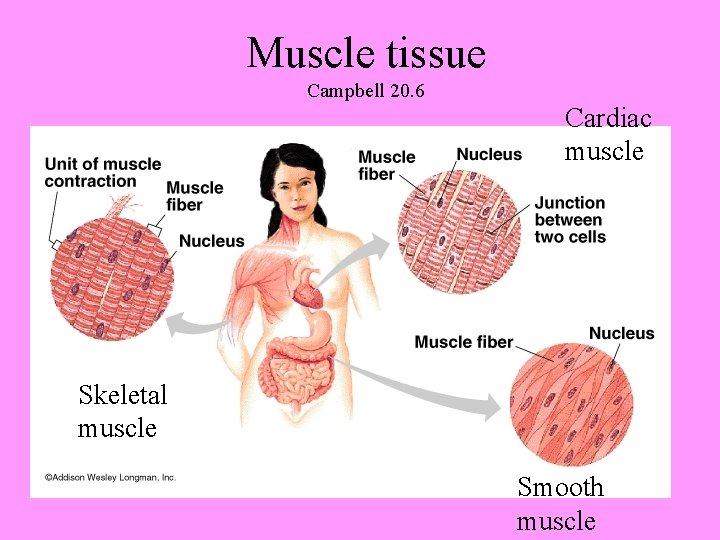 Muscle tissue Campbell 20. 6 Cardiac muscle Skeletal muscle Smooth muscle 