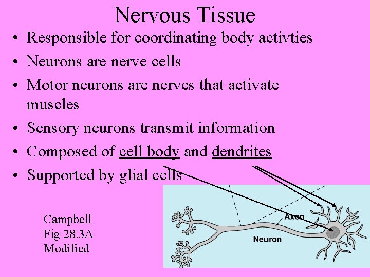 Nervous Tissue • Responsible for coordinating body activties • Neurons are nerve cells •