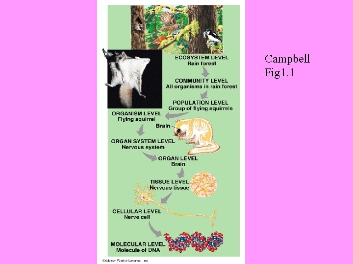 Campbell Fig 1. 1 Campbell Fig 1. 1