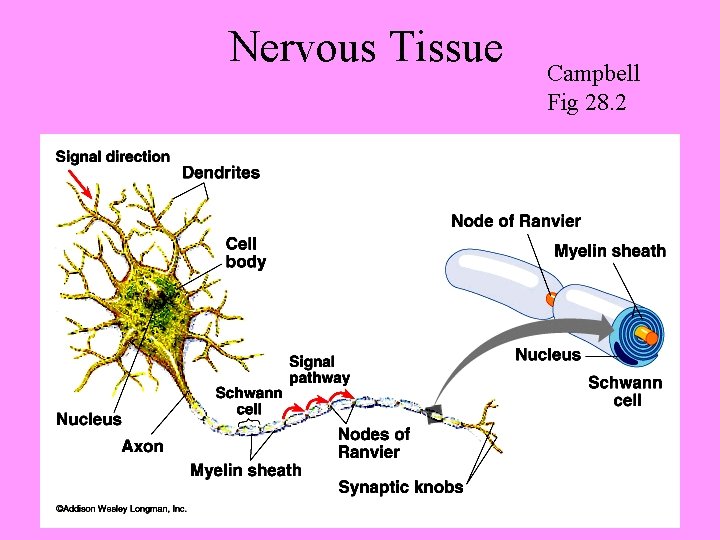 Nervous Tissue Campbell Fig 28. 2 