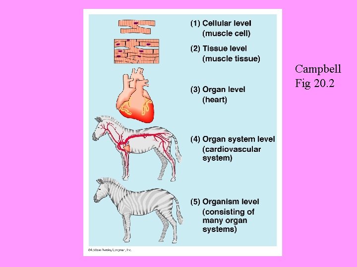 Campbell Fig 20. 2 