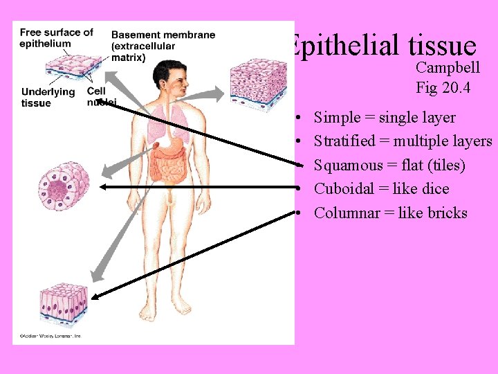 Epithelial tissue Campbell Fig 20. 4 • • • Simple = single layer Stratified