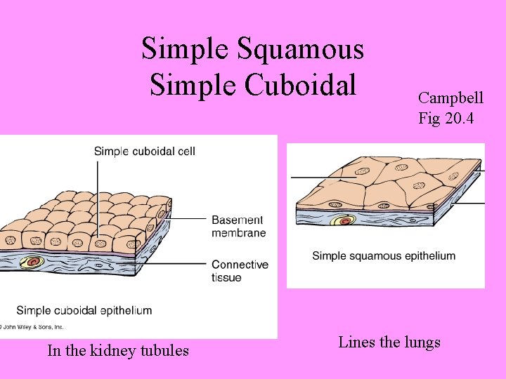 Simple Squamous Simple Cuboidal In the kidney tubules Campbell Fig 20. 4 Lines the