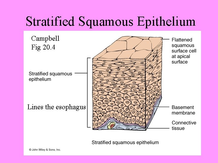Stratified Squamous Epithelium Campbell Fig 20. 4 Lines the esophagus 