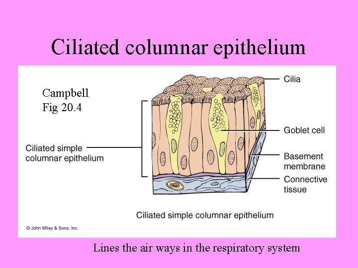 Ciliated columnar epithelium Campbell Fig 20. 4 Lines the air ways in the respiratory