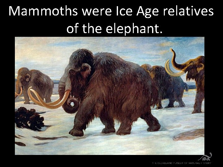 Mammoths were Ice Age relatives of the elephant. 