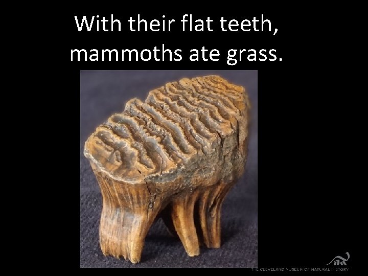 With their flat teeth, mammoths ate grass. 
