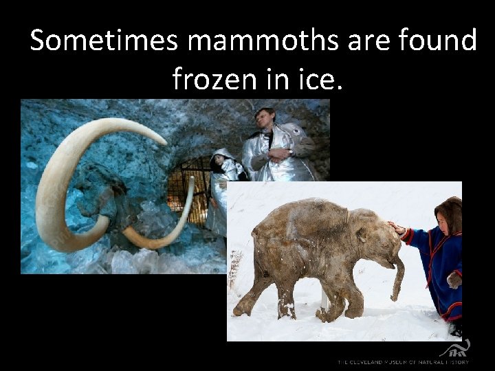 Sometimes mammoths are found frozen in ice. 