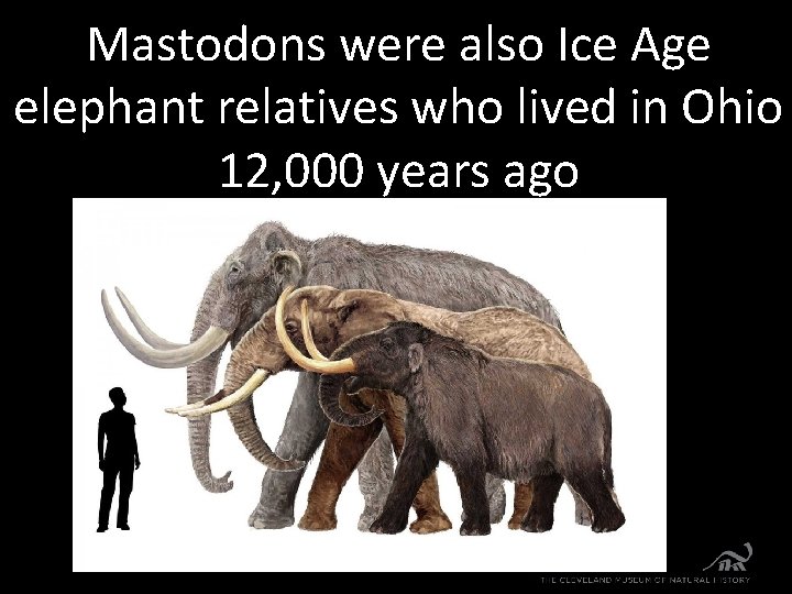 Mastodons were also Ice Age elephant relatives who lived in Ohio 12, 000 years