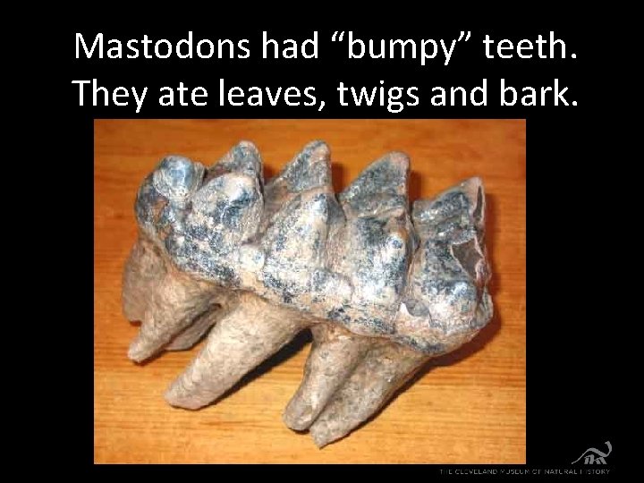 Mastodons had “bumpy” teeth. They ate leaves, twigs and bark. 