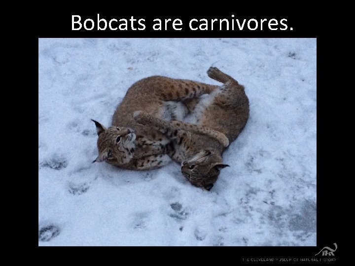 Bobcats are carnivores. 