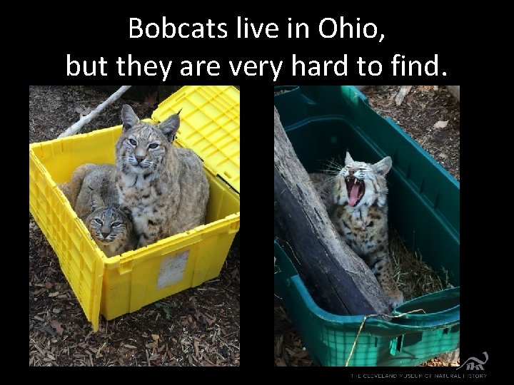 Bobcats live in Ohio, but they are very hard to find. 