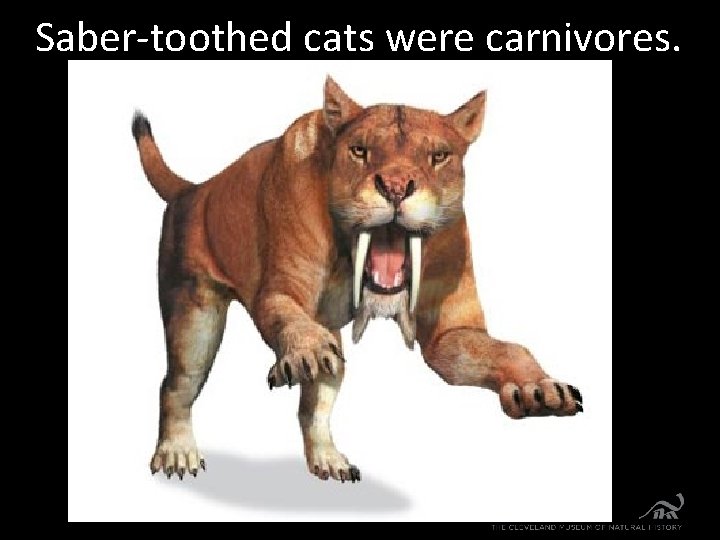 Saber-toothed cats were carnivores. 