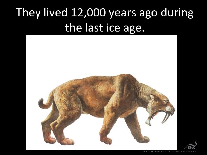 They lived 12, 000 years ago during the last ice age. 