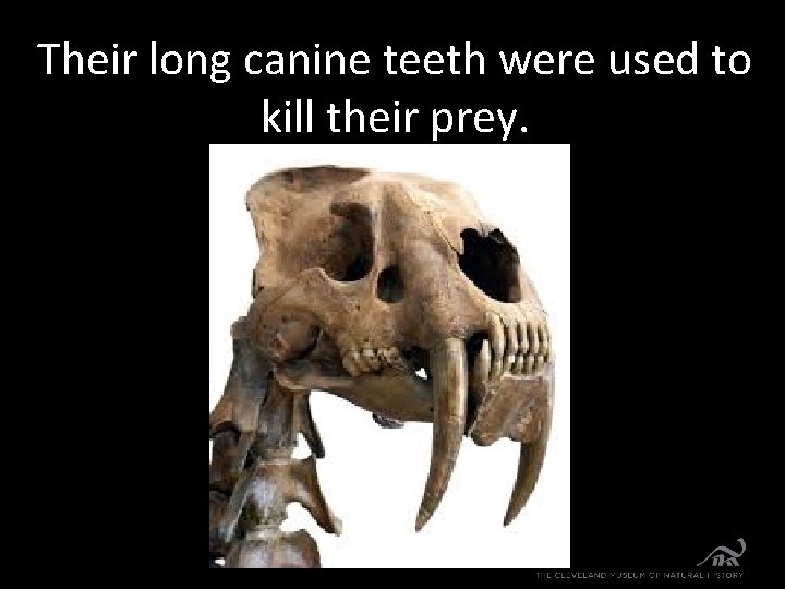 Their long canine teeth were used to kill their prey. 