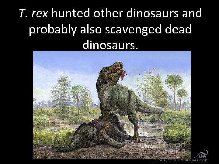 T. rex hunted other dinosaurs and probably also scavenged dead dinosaurs. 