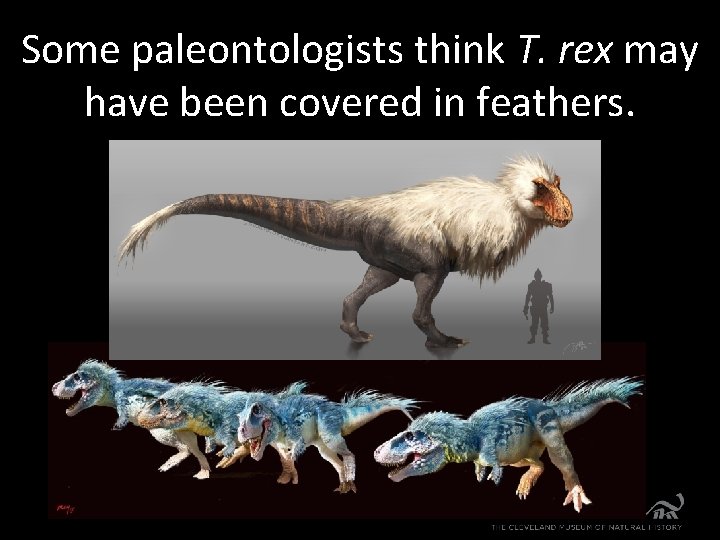 Some paleontologists think T. rex may have been covered in feathers. 