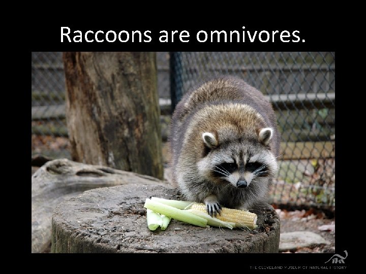Raccoons are omnivores. 