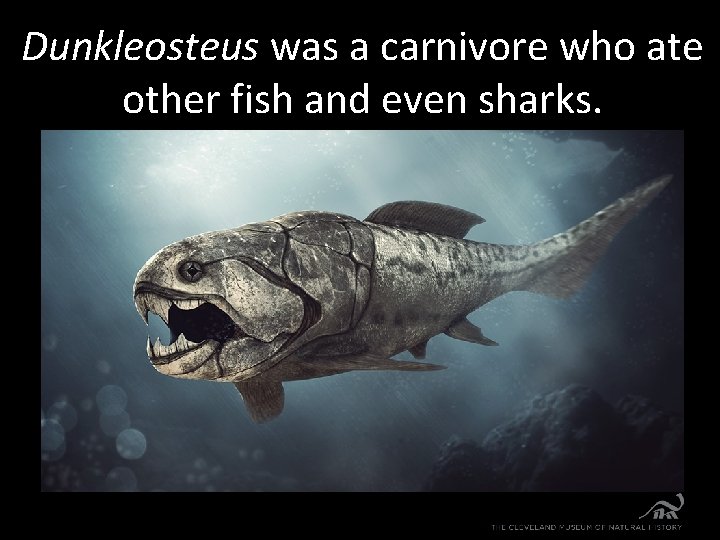 Dunkleosteus was a carnivore who ate other fish and even sharks. 