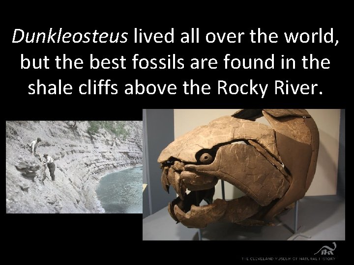 Dunkleosteus lived all over the world, but the best fossils are found in the
