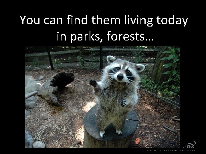You can find them living today in parks, forests… 