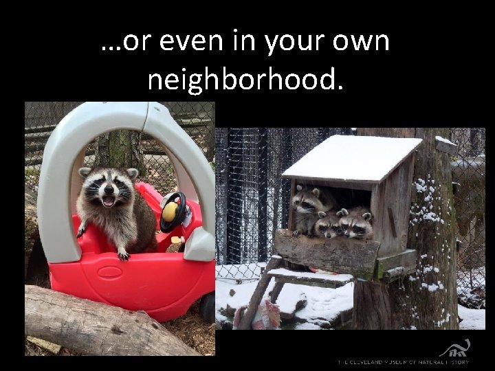 …or even in your own neighborhood. 