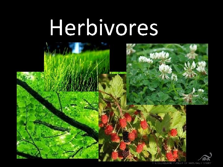 Herbivores 