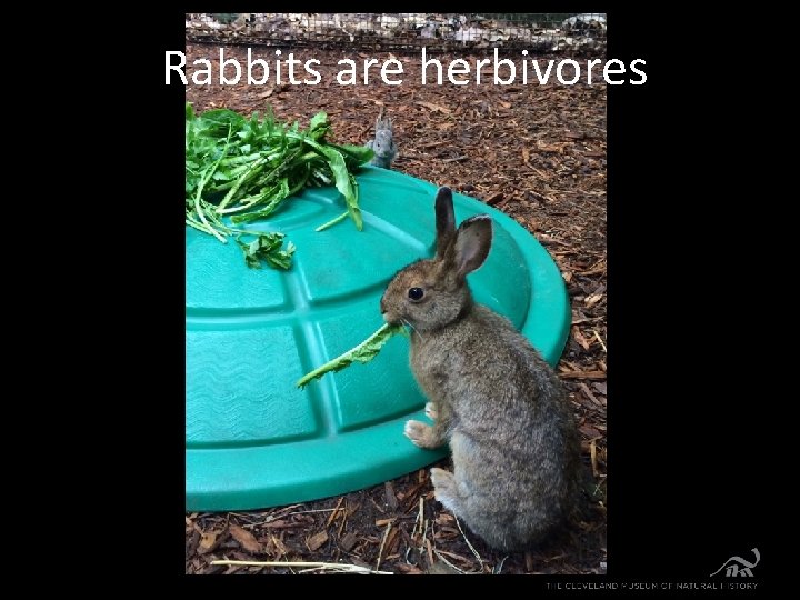 Rabbits are herbivores 