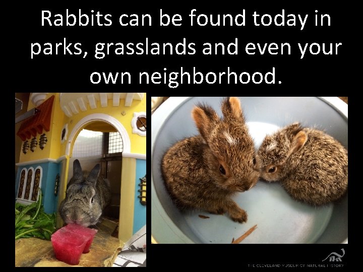 Rabbits can be found today in parks, grasslands and even your own neighborhood. 