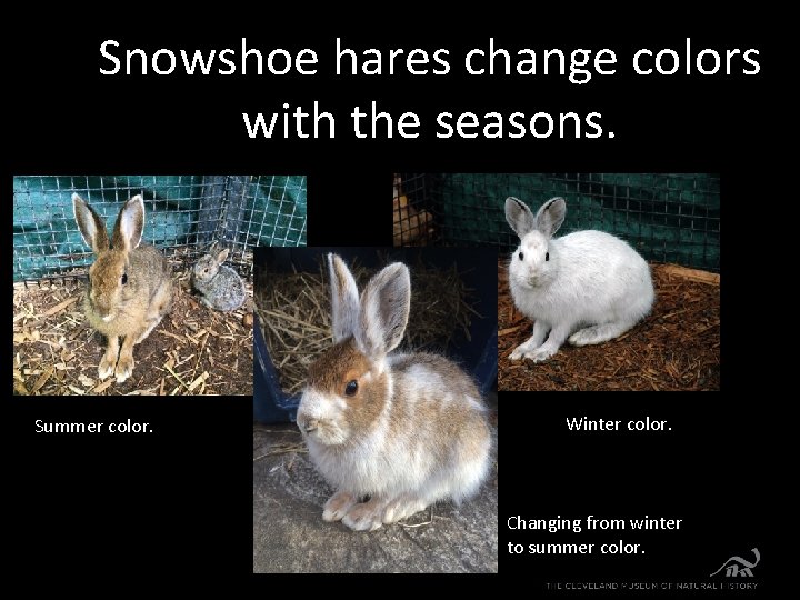 Snowshoe hares change colors with the seasons. Summer color. Winter color. Changing from winter