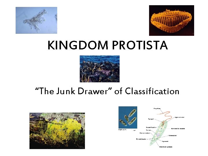 KINGDOM PROTISTA “The Junk Drawer” of Classification 