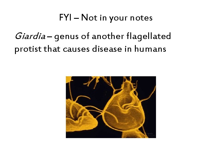 FYI – Not in your notes Giardia – genus of another flagellated protist that