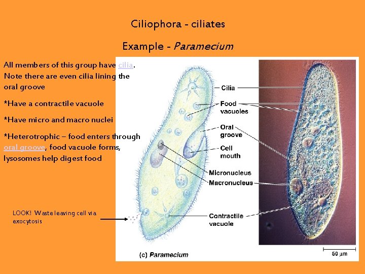 Ciliophora - ciliates Example - Paramecium All members of this group have cilia. Note