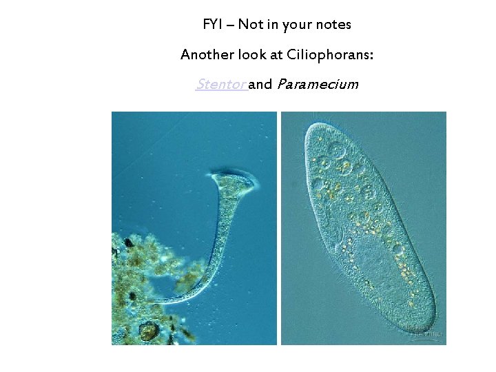 FYI – Not in your notes Another look at Ciliophorans: Stentor and Paramecium 