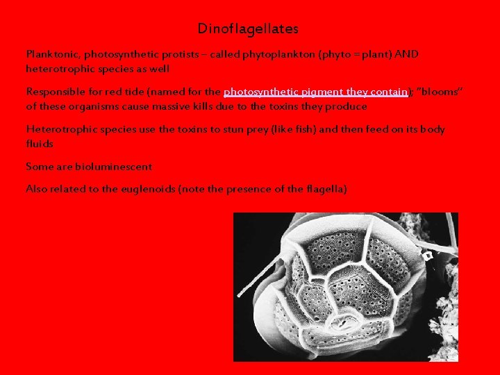 Dinoflagellates Planktonic, photosynthetic protists – called phytoplankton (phyto = plant) AND heterotrophic species as