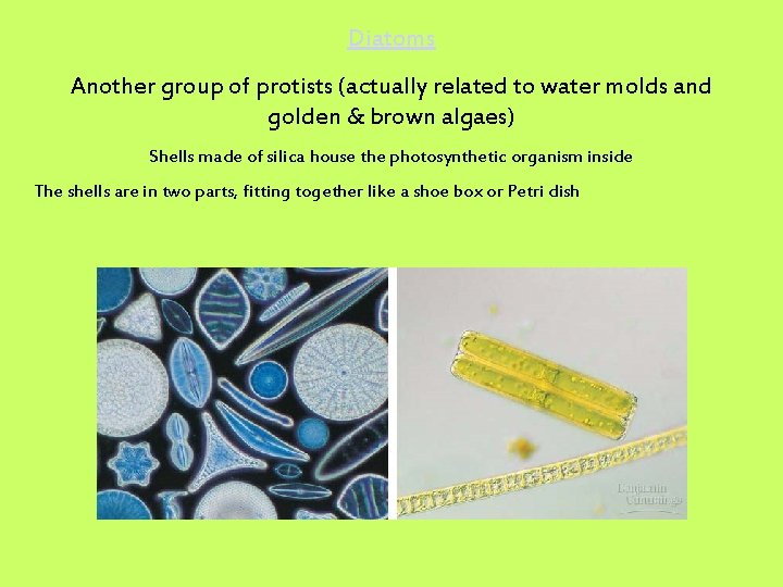 Diatoms Another group of protists (actually related to water molds and golden & brown