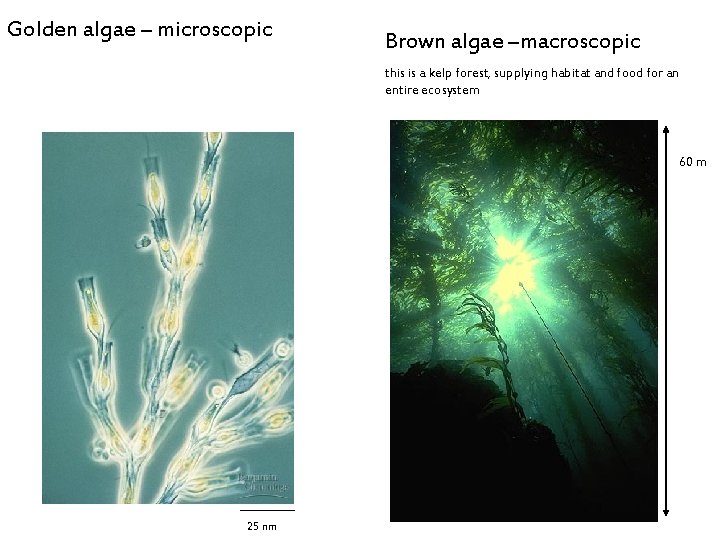 Golden algae – microscopic Brown algae –macroscopic this is a kelp forest, supplying habitat