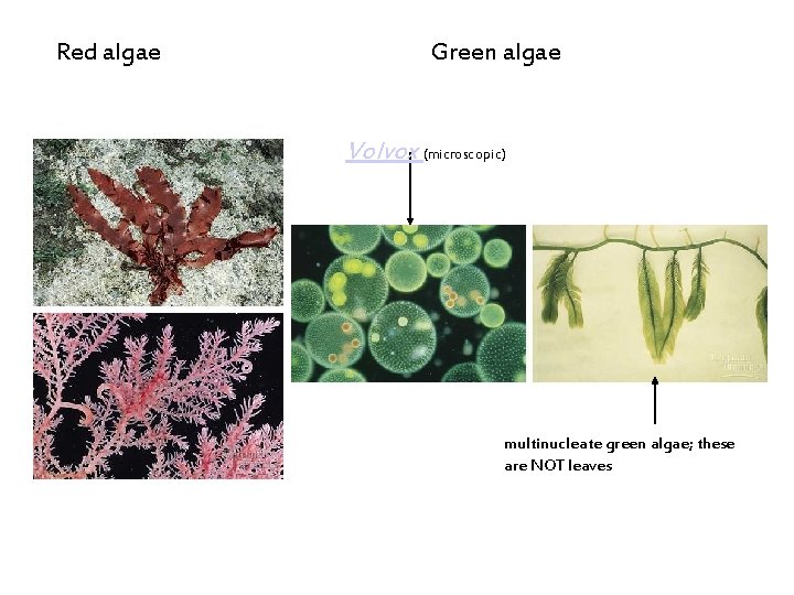 Red algae Green algae Volvox (microscopic) multinucleate green algae; these are NOT leaves 