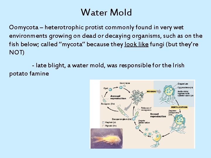 Water Mold Oomycota – heterotrophic protist commonly found in very wet environments growing on