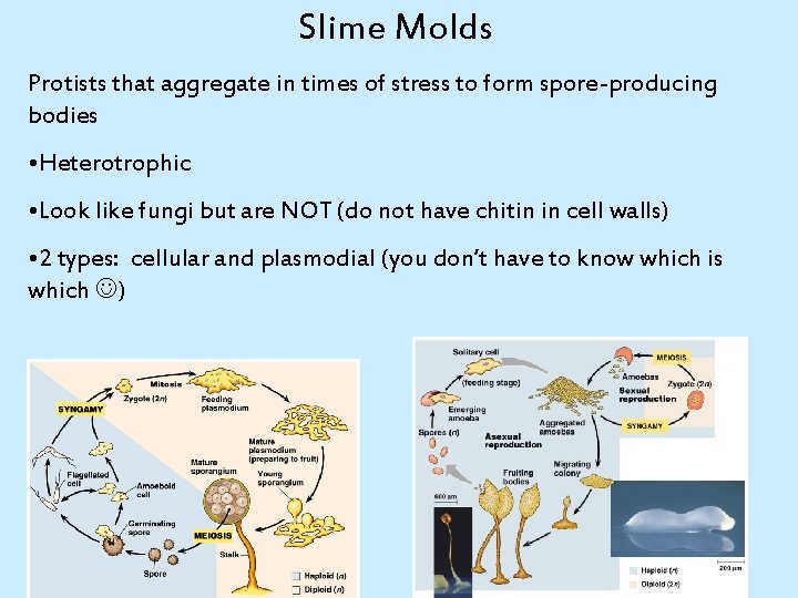 Slime Molds Protists that aggregate in times of stress to form spore-producing bodies •