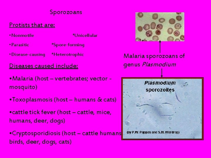 Sporozoans Protists that are: • Nonmotile *Unicellular • Parasitic *Spore-forming • Disease-causing *Heterotrophic Diseases