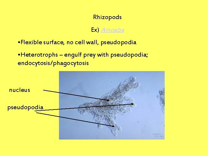 Rhizopods Ex) Amoeba • Flexible surface, no cell wall, pseudopodia • Heterotrophs – engulf