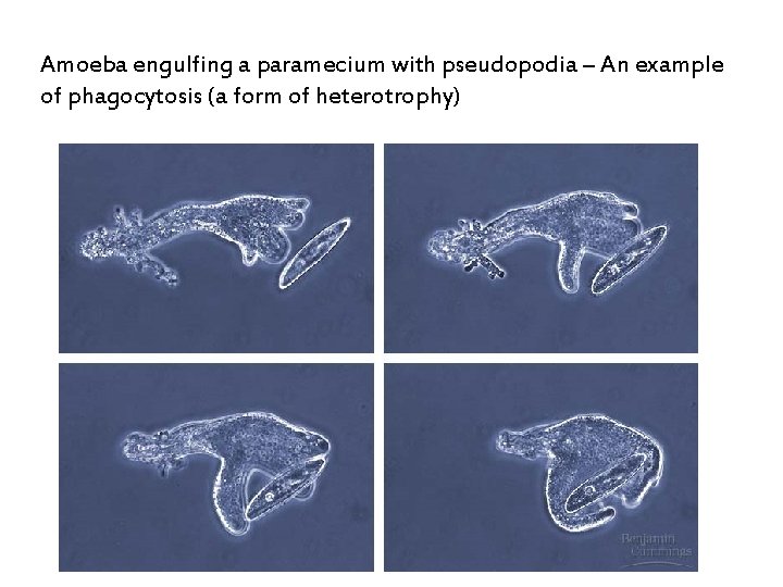 Amoeba engulfing a paramecium with pseudopodia – An example of phagocytosis (a form of