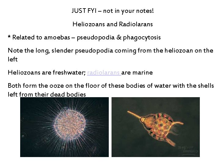 JUST FYI – not in your notes! Heliozoans and Radiolarans * Related to amoebas