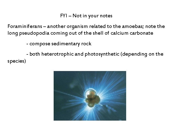 FYI – Not in your notes Foraminiferans – another organism related to the amoebas;